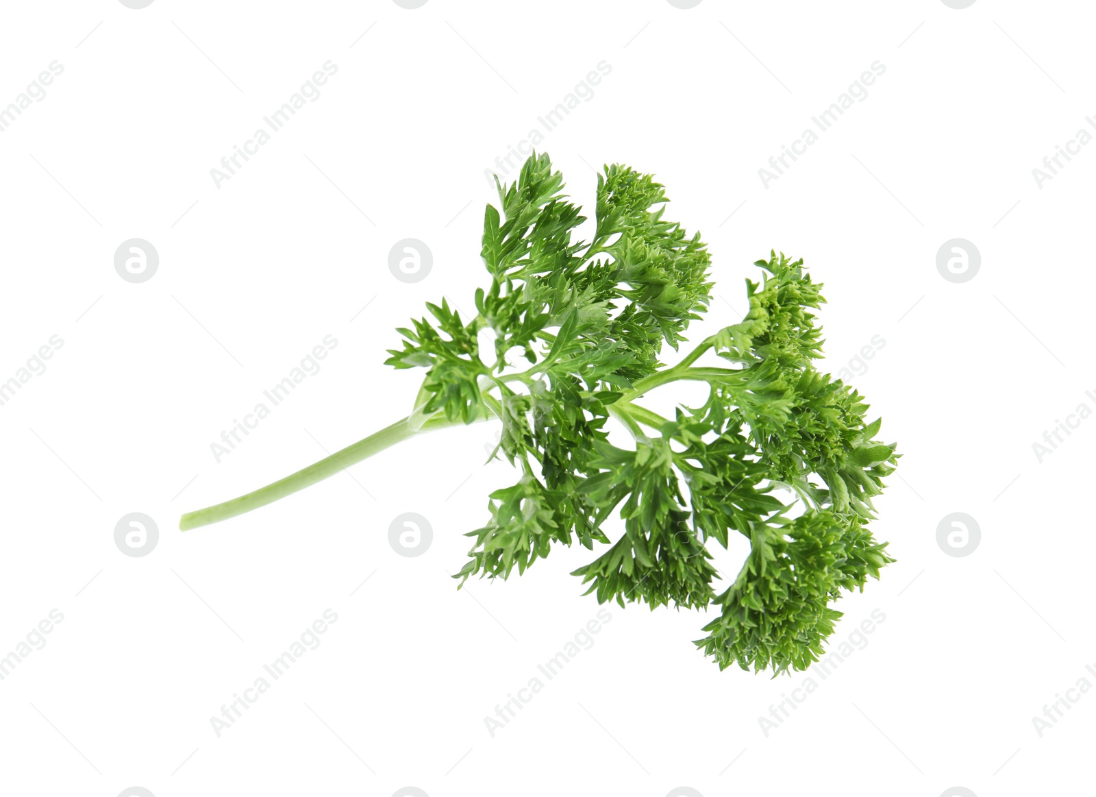 Photo of Fresh green organic parsley on white background