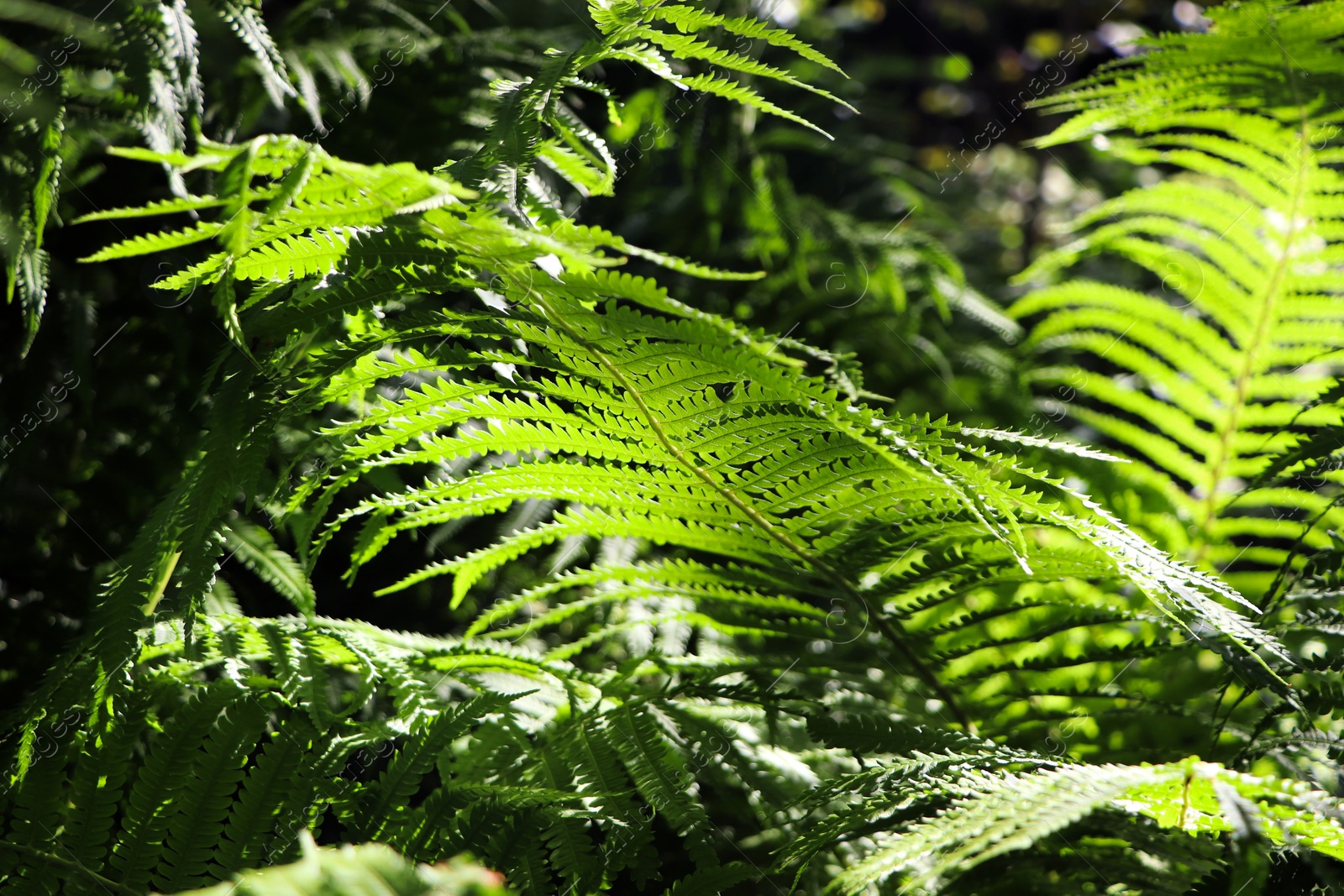 Photo of Beautiful fern with lush green leaves growing outdoors