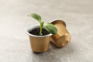 Photo of Coffee capsules and seedling on light grey table, closeup