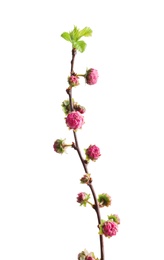 Beautiful blossoming branch on white background