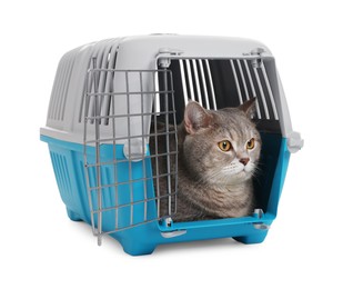 Photo of Travel with pet. Cute cat in carrier on white background