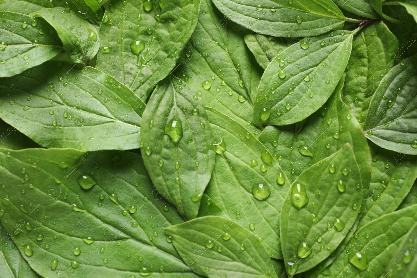 Photo of Green leaves with dew as background, top view