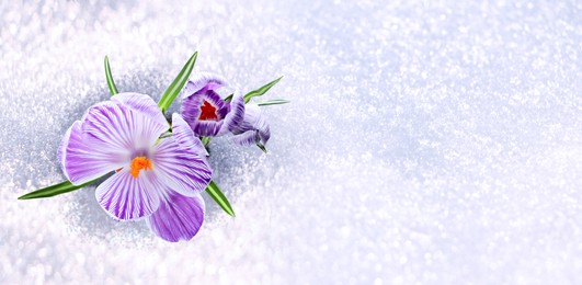 Beautiful spring crocus flowers growing through snow outdoors, top view with space for text. Banner design