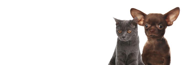Adorable grey British Shorthair cat and cute small Chihuahua dog on white background. Banner design with space for text