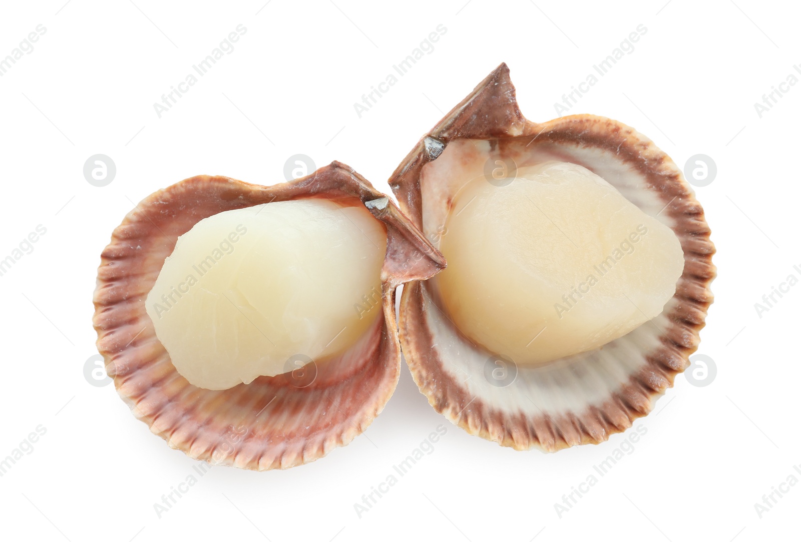 Photo of Fresh raw scallops in shells isolated on white, top view