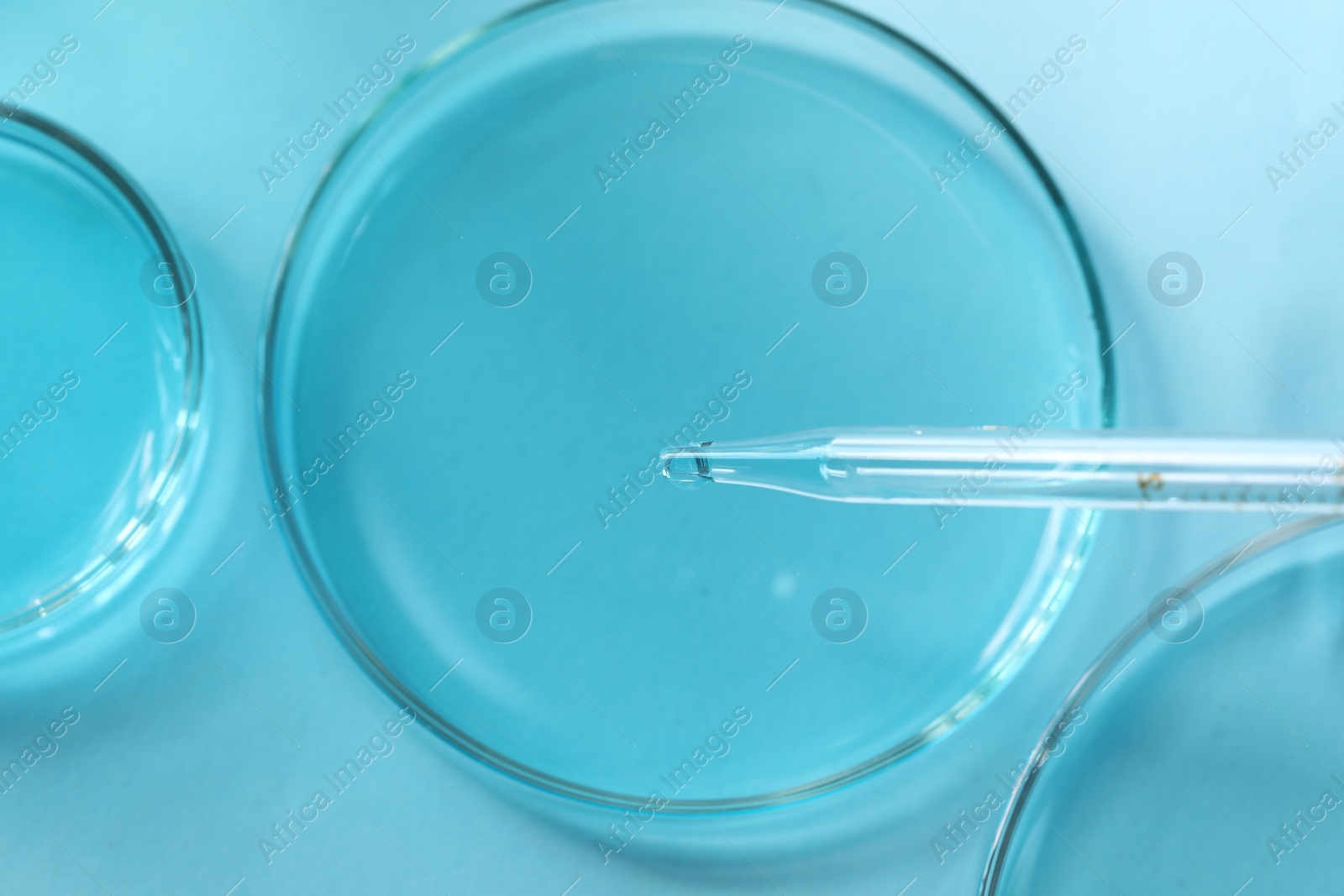 Photo of Dripping liquid from pipette into petri dish at light table, top view. Laboratory analysis