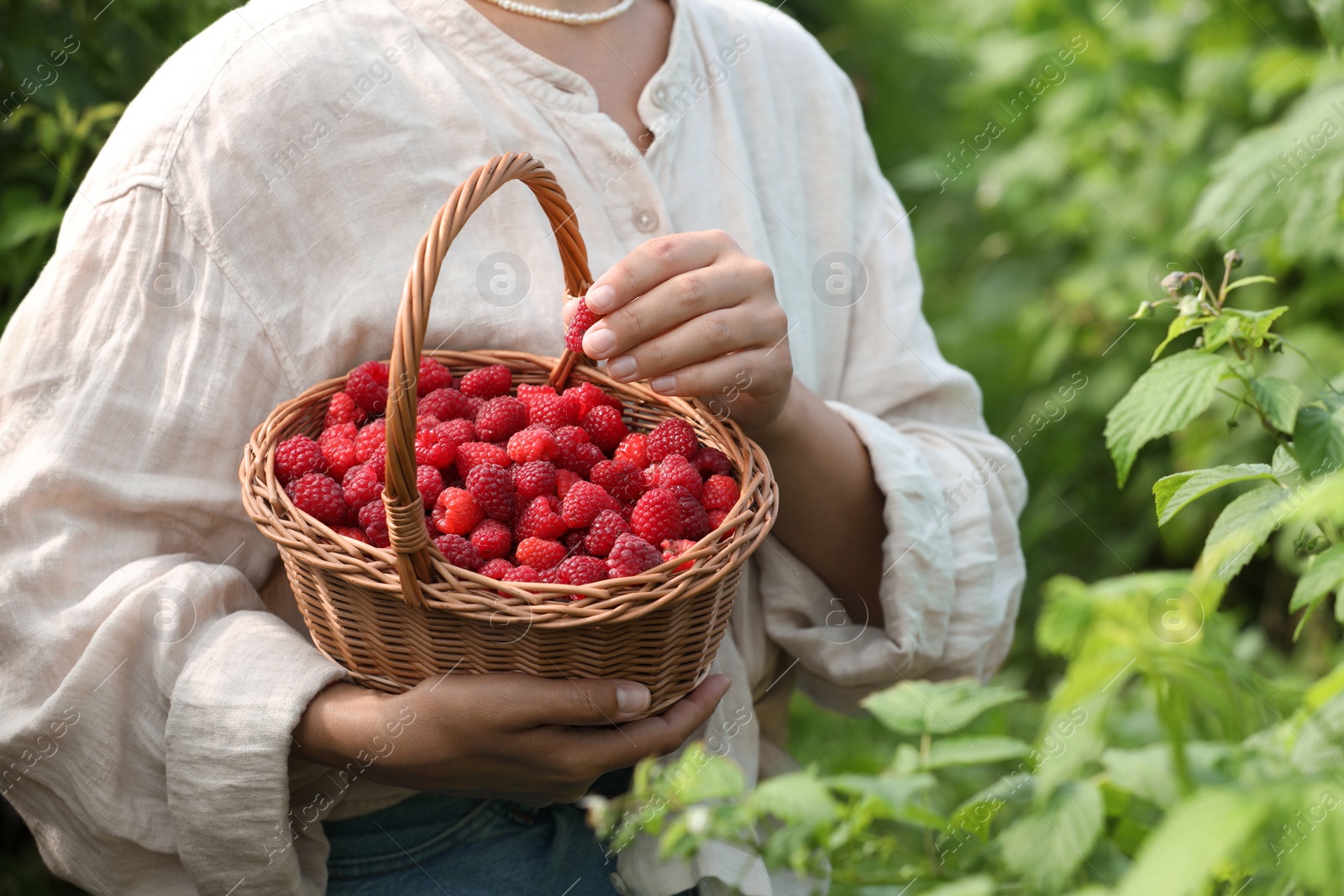 Photo of Woman holding wicker basket with ripe raspberries outdoors, closeup