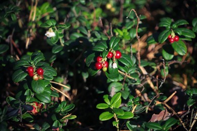Photo of Tasty ripe lingonberries growing on sprigs outdoors