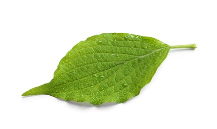 Photo of Green leaf with dew on white background