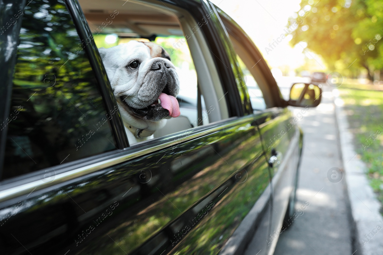 Photo of Funny English bulldog looking out of car window