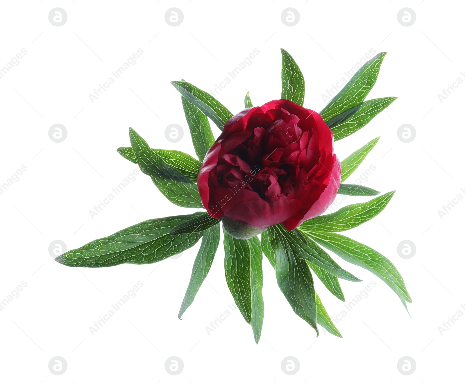 Photo of Beautiful red peony with leaves isolated on white