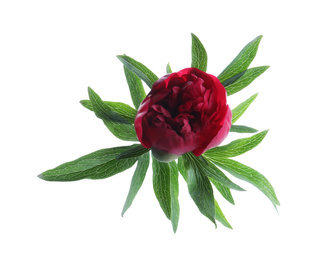 Photo of Beautiful red peony with leaves isolated on white