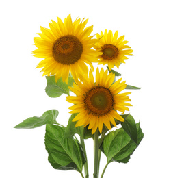 Beautiful bright blooming sunflowers on white background