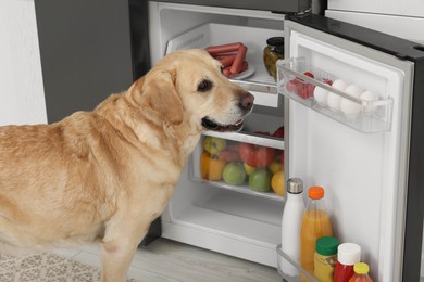 Cute Labrador Retriever near open refrigerator indoors