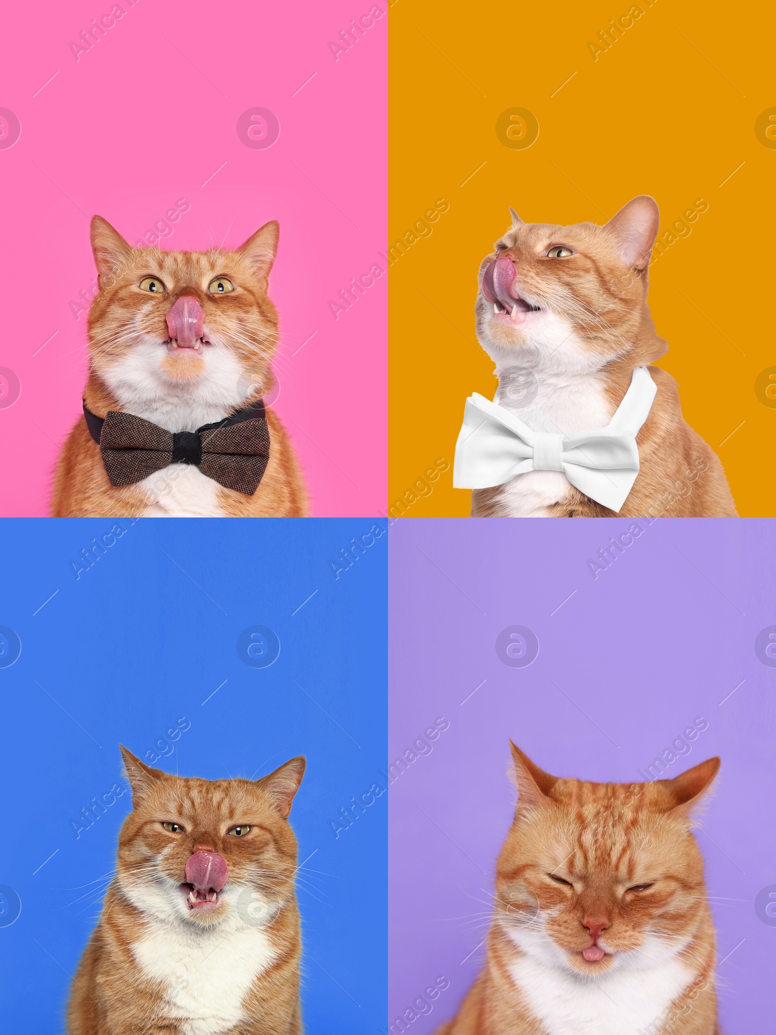 Image of Cute red cat showing tongue, collection of photos on different colors backgrounds