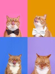 Image of Cute red cat showing tongue, collection of photos on different colors backgrounds