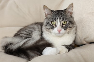 Photo of Cute cat with paw wrapped in medical bandage on sofa indoors