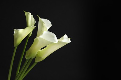 Photo of Beautiful calla lily flowers on black background, space for text