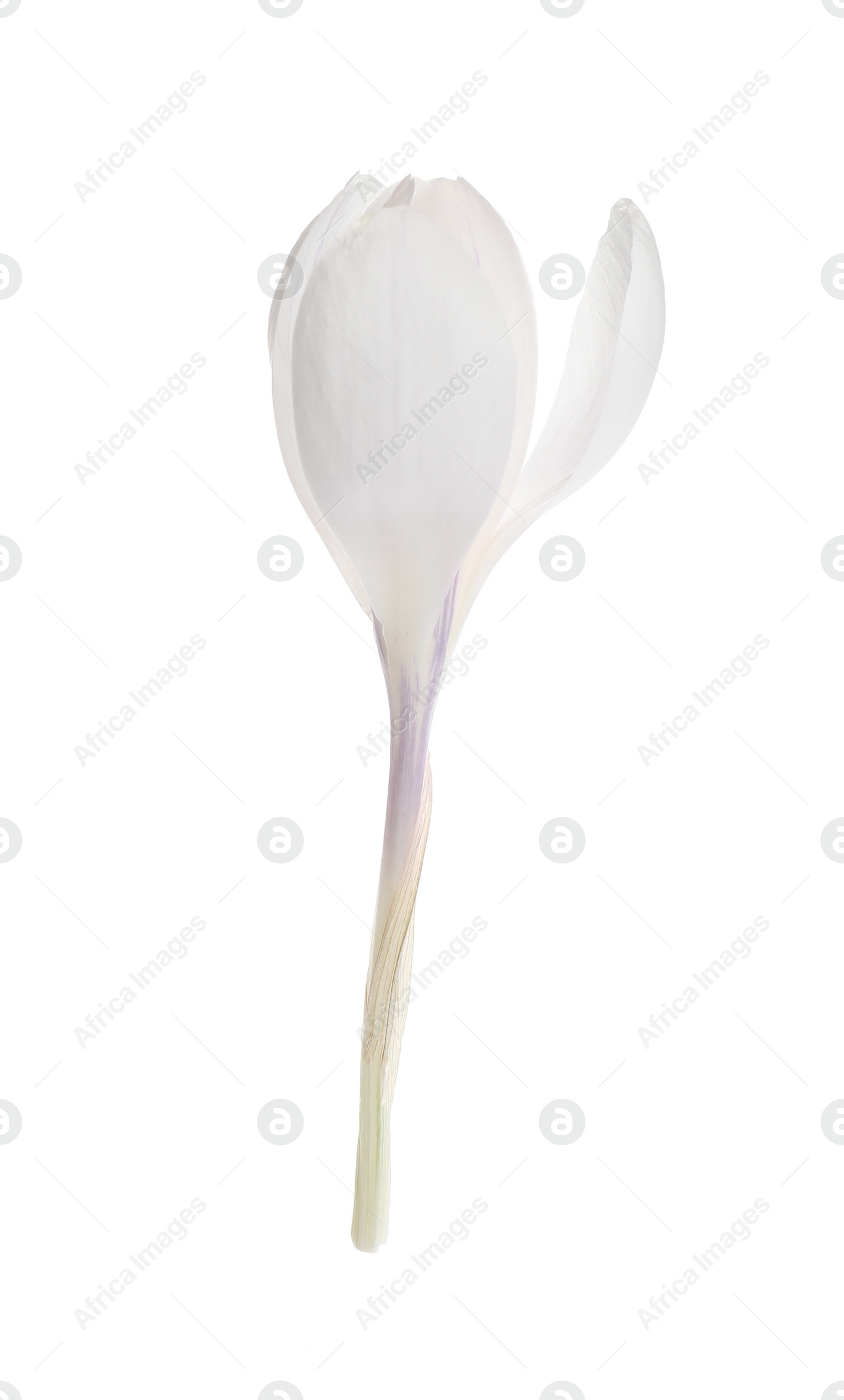 Photo of Beautiful fresh crocus flower isolated on white