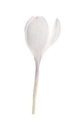 Beautiful fresh crocus flower isolated on white