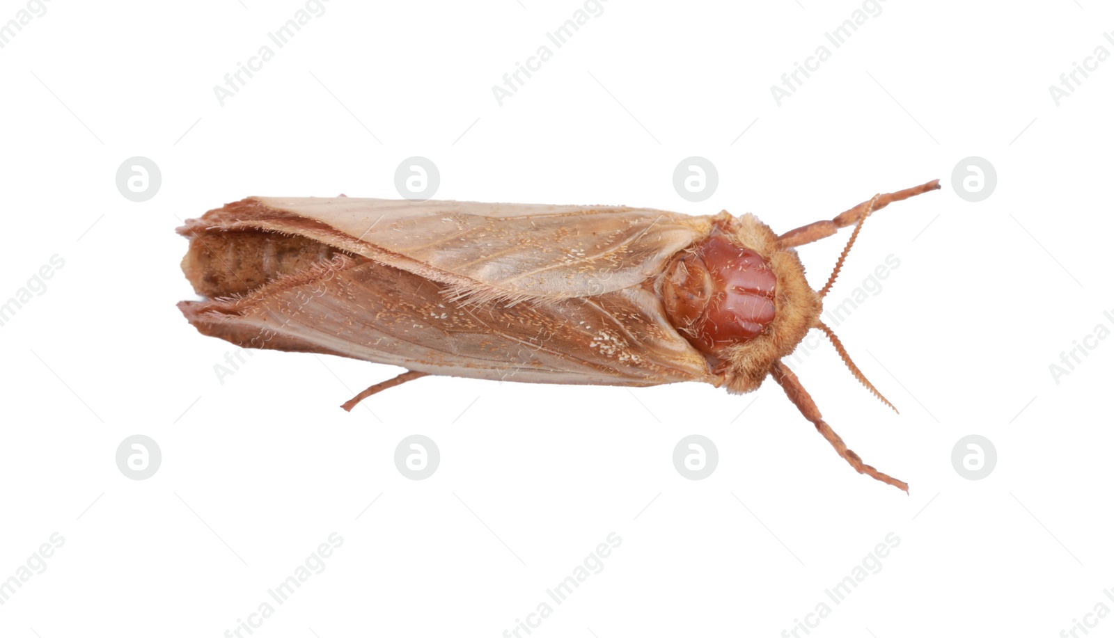 Photo of Brown common clothing moth isolated on white, top view
