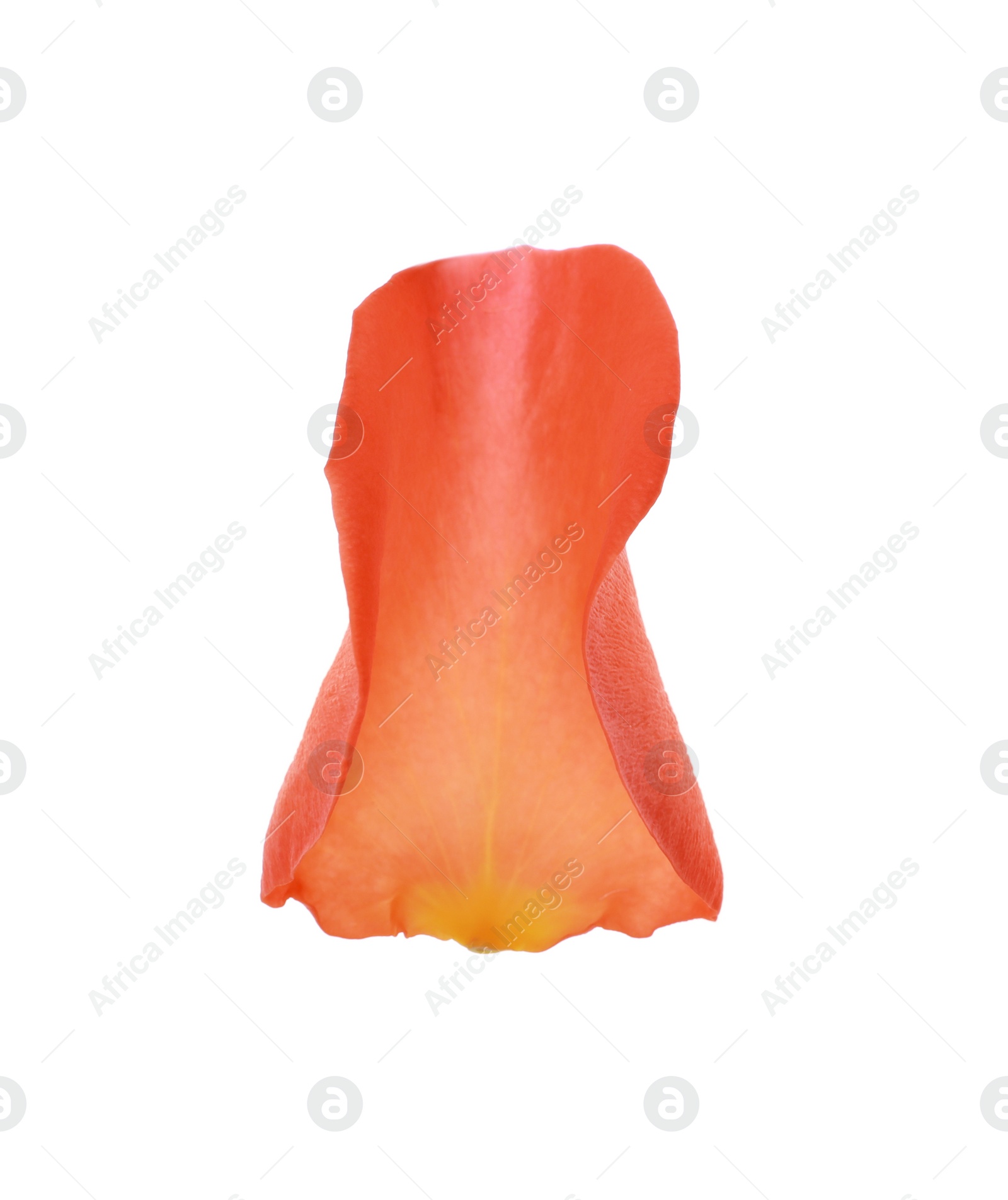 Photo of Beautiful pale red rose petal isolated on white