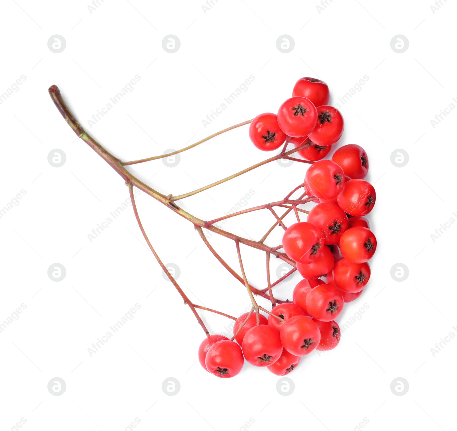 Photo of Bunch of ripe rowan berries on white background, top view