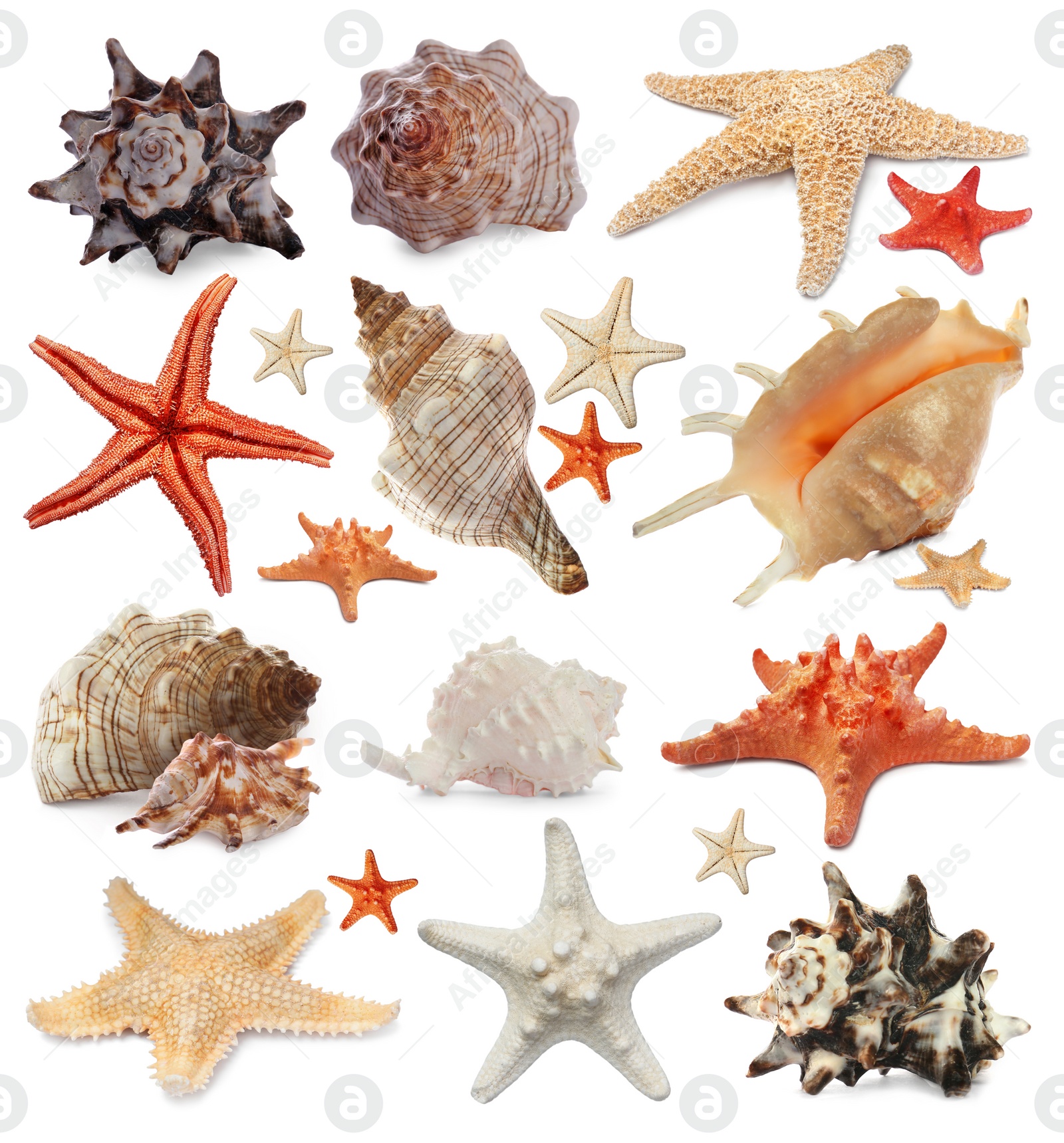 Image of Collection of different beautiful sea stars and shells on white background