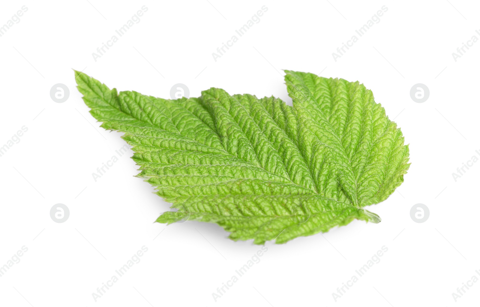 Photo of One green blackberry leaf isolated on white