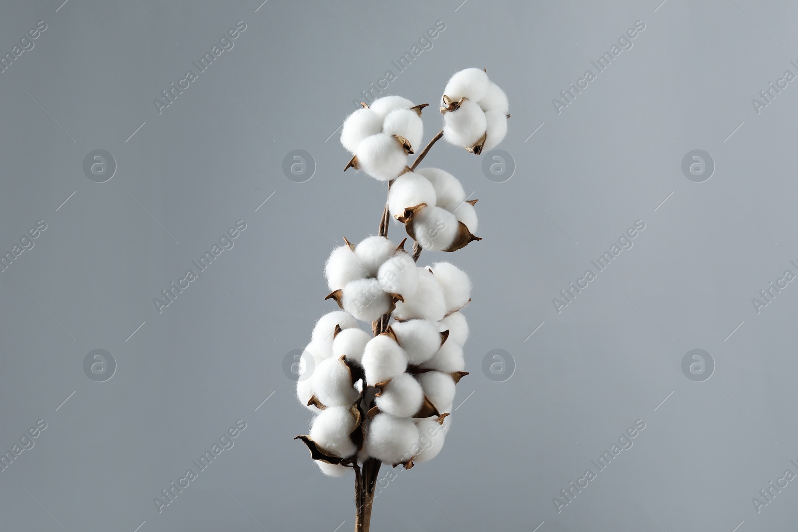 Photo of Beautiful cotton branch with fluffy flowers on light grey background