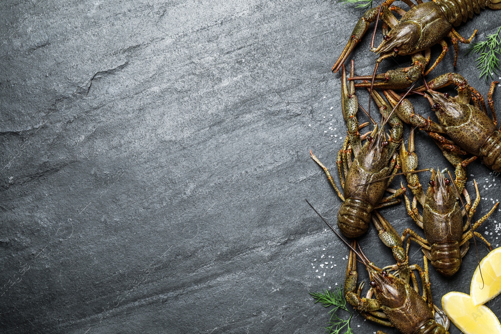 Photo of Fresh raw crayfishes with dill, salt and lemon on black table, flat lay. Space for text
