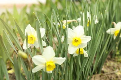 Photo of Many beautiful narcissi in garden. Blooming spring flowers