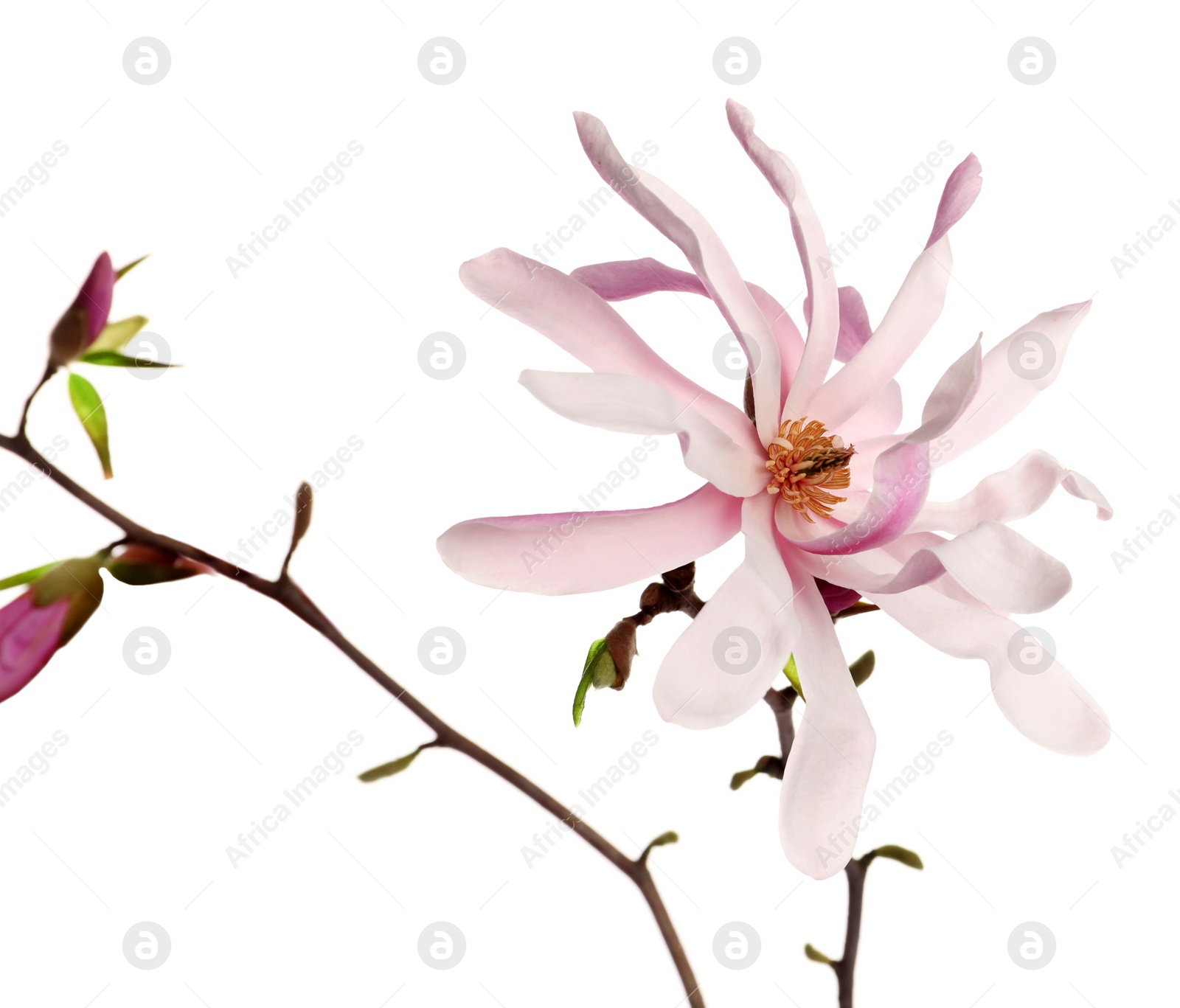 Photo of Magnolia tree branch with beautiful flower isolated on white