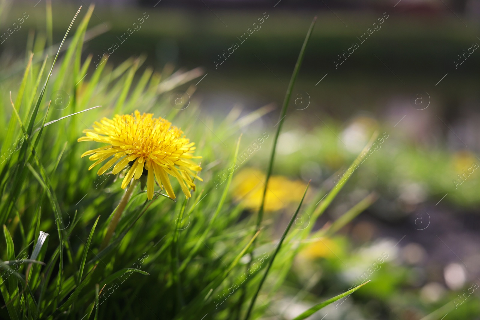Photo of Beautiful bright yellow dandelion in green grass on sunny day, closeup. Space for text