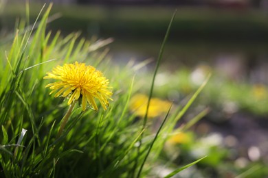 Beautiful bright yellow dandelion in green grass on sunny day, closeup. Space for text