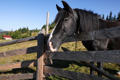 Cute horse near fence outdoors. Lovely domesticated pet