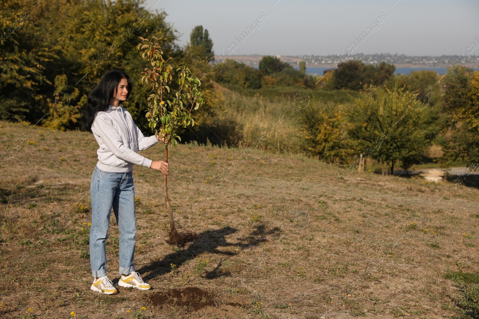 Photo of Mature woman with sapling in park on sunny day, space for text. Planting tree