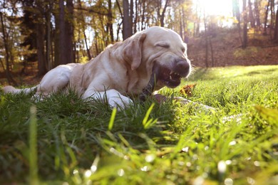 Cute Labrador Retriever dog playing with stick on green grass in sunny autumn park