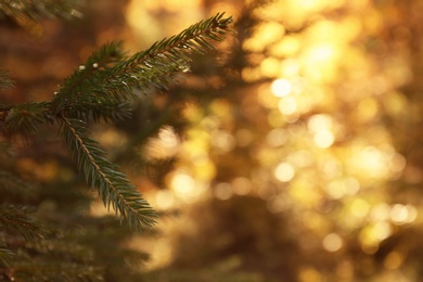 Photo of Fir tree boughs and blurred autumn forest on background. Space for text