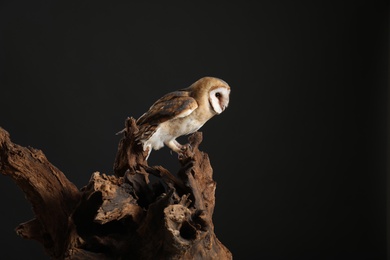 Photo of Beautiful common barn owl on tree against black background. Space for text