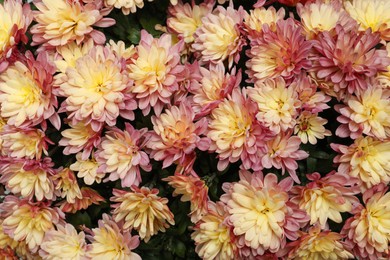 Photo of Top view of beautiful color Chrysanthemum flowers