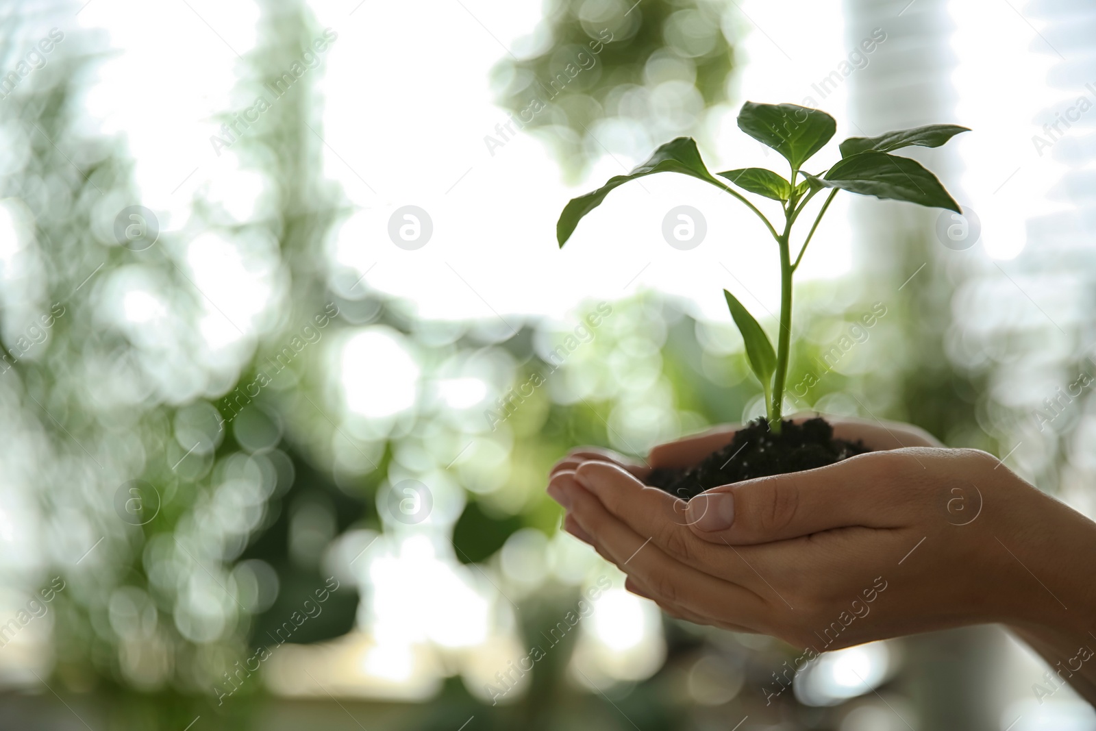 Photo of Woman holding green pepper seedling against blurred background, closeup. Space for text