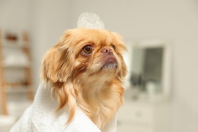 Photo of Cute Pekingese dog with towel and shampoo bubbles on head in bathroom. Pet hygiene