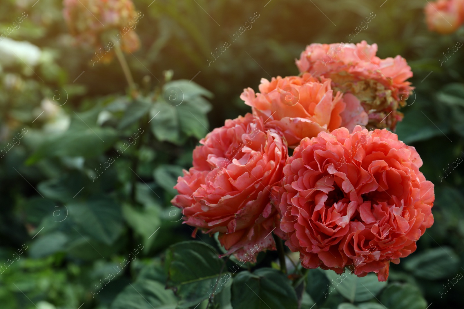 Photo of Beautiful blooming coral roses on bush outdoors, closeup. Space for text