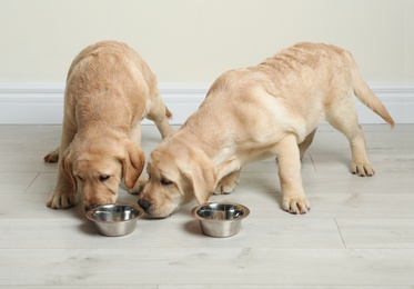 Cute yellow labrador retriever puppies with feeding bowls on floor indoors
