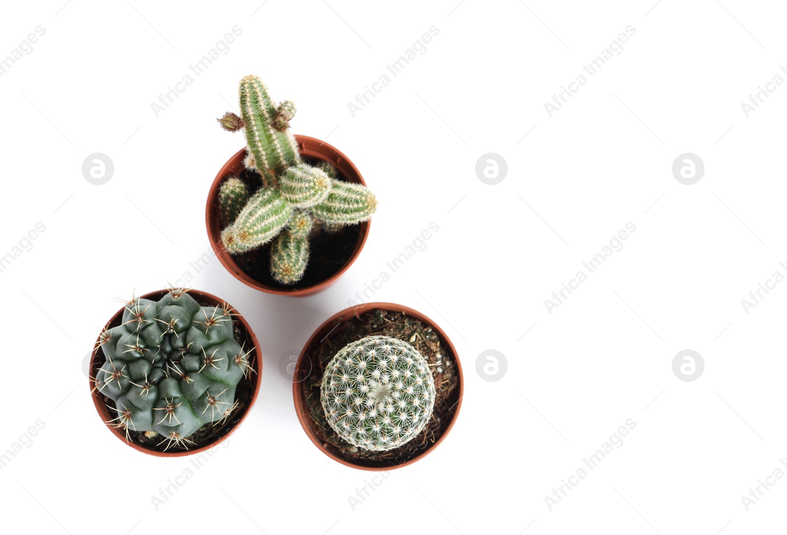 Photo of Different succulent plants in pots isolated on white, top view. Home decor