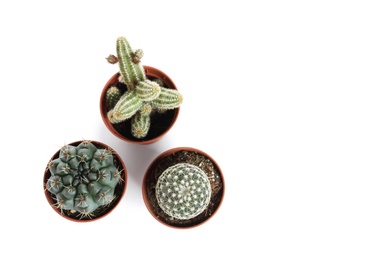 Photo of Different succulent plants in pots isolated on white, top view. Home decor