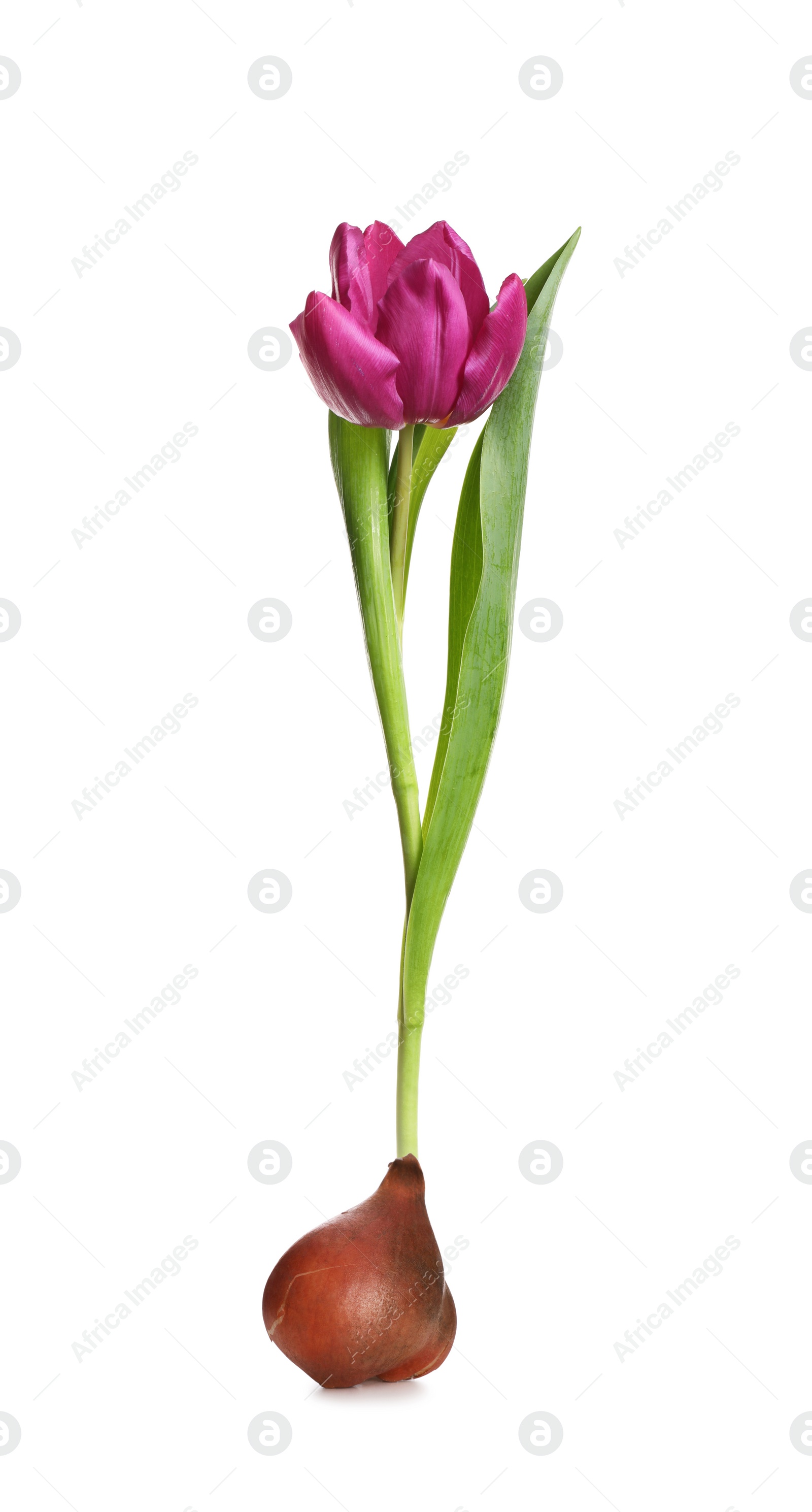 Image of Purple tulip flower with bulb on white background