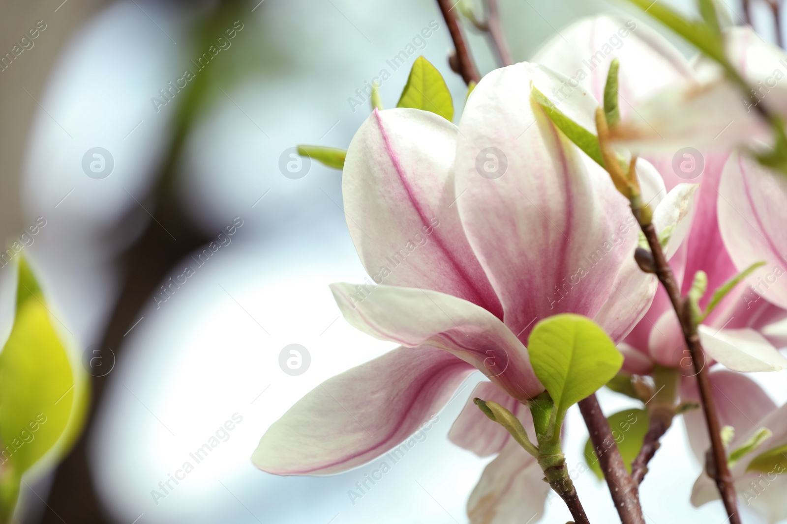 Photo of Magnolia tree with beautiful flowers on blurred background, closeup. Space for text