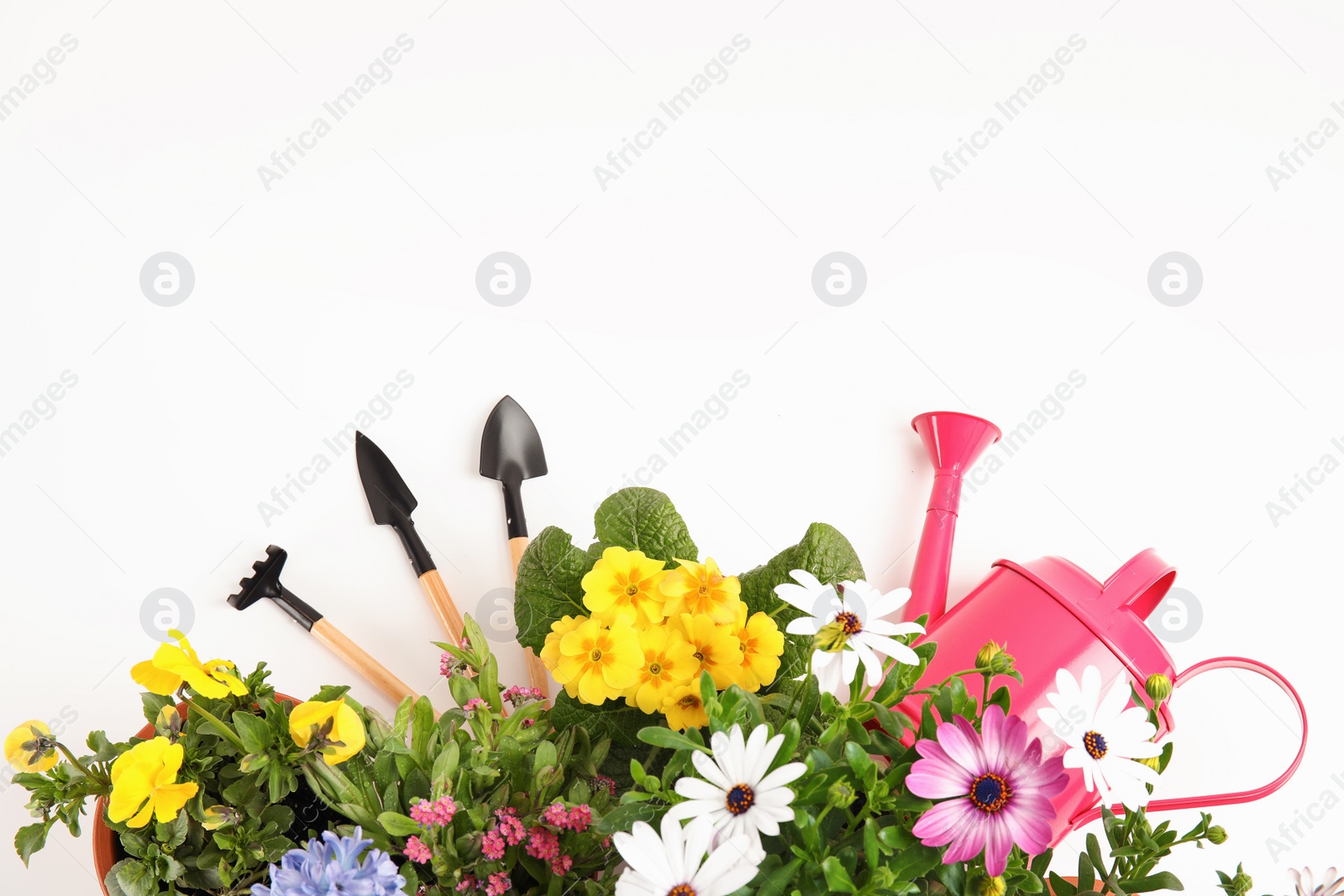 Photo of Blooming flowers and gardening equipment on white background, top view